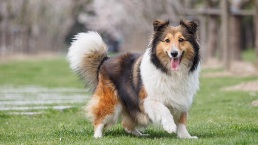 Trainable store dog breeds